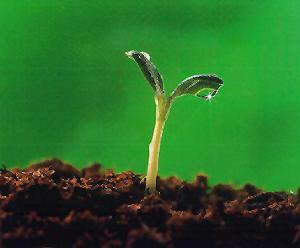 [sprouting_seed.jpg]