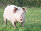 Meat Shares Available