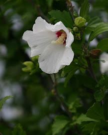 Rose of Sharon