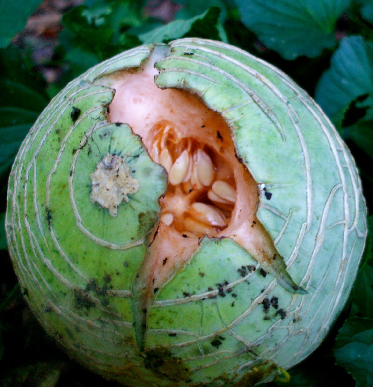 List 93+ Pictures Stages Of Cantaloupe Plant Growth Pictures Stunning