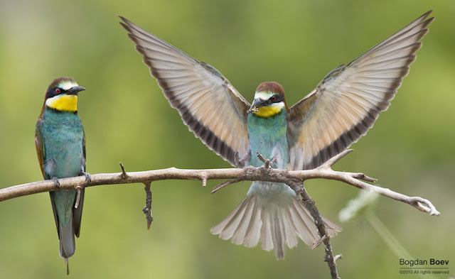 Animal Photography by Bogdan Boev | Photography Blog