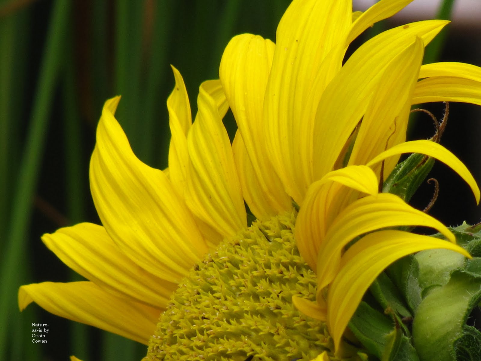 [My+Sunflower+5.jpg]