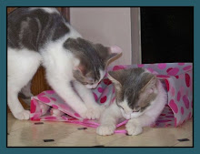 THEME...BOX OR BAG??