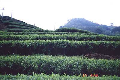 CHINESE  TEA  FIELDS