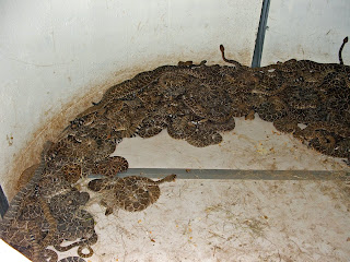 John's Metal Detectors: World's Largest Rattlesnake Roundup