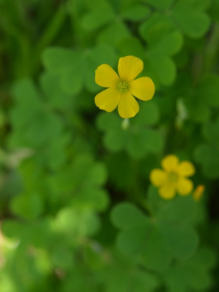 Blog Maniera 2 春の花2010 後編