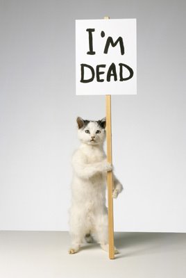 [dead-cat_2.jpg]