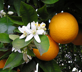 [sinaasappel+met+bloesem.jpg]