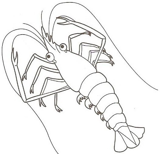 Cerita Saya Udang Udangs Dan Prawn Mana Satu Nie