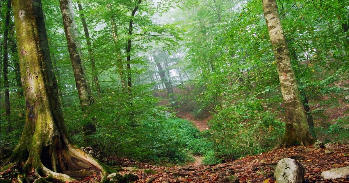 WongSeng HD Wallpapers: HD Wallpaper Forest