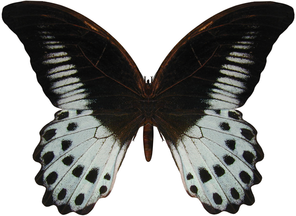 [Butterfly3-738279.png]