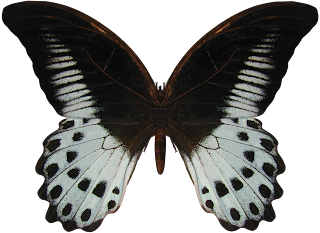 borboleta butterfly mariposa