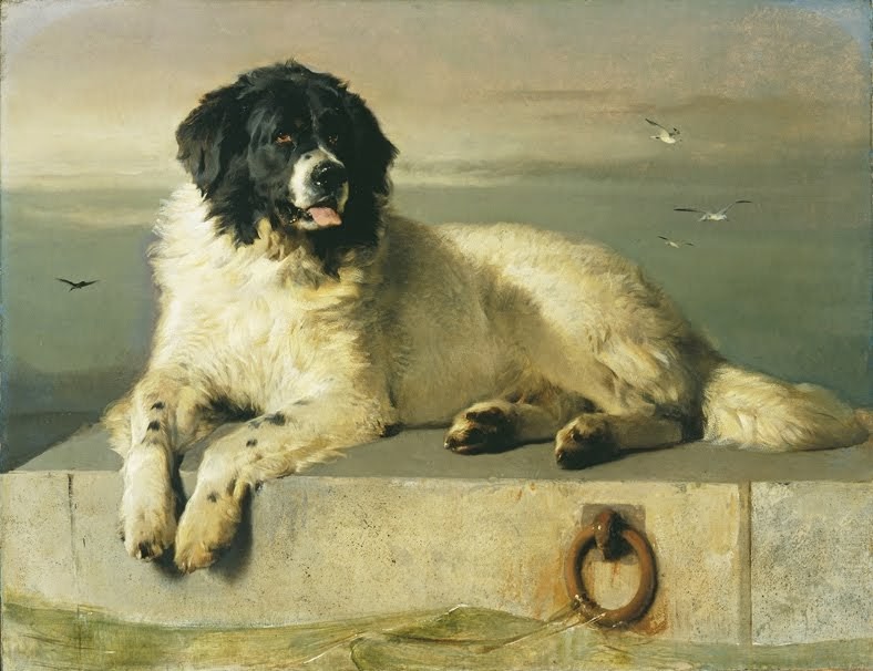 victorian rescue dogs