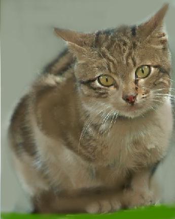 Shrewpaw
