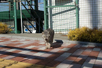 葉山CAT