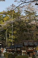 武田神社　桜と武田菱の灯篭