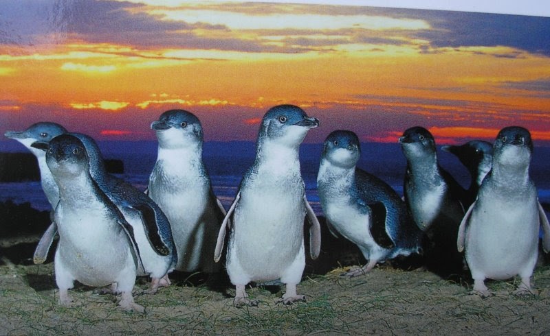 georgiasam: Penguins, St Kilda
