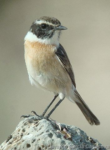 Tarabilla Canaria