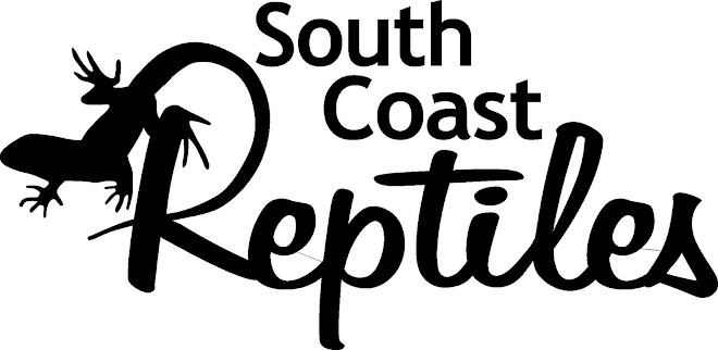 south coast reptiles