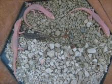 albino  hatchlings 2008