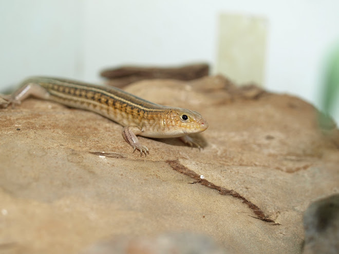 Ctenotus Regius