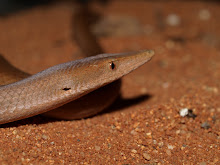 Burtons legless lizard red form