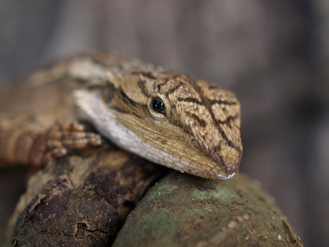 Bearded Dragon Injuries Burns