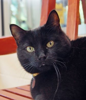 Binks Needs a Home
