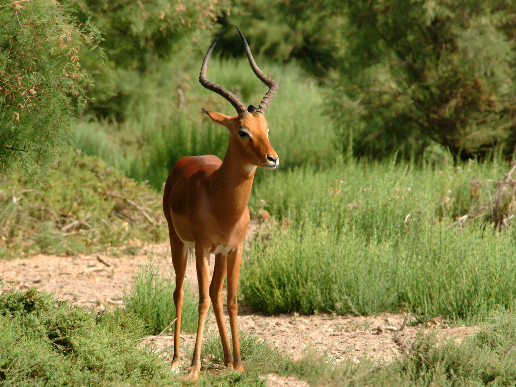 http://1.bp.blogspot.com/_Y8dVgrlzuG0/S9d_3E_XarI/AAAAAAAAHq4/q8NP9KHoYoM/s1600/animals%2B3.jpg