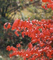 Bonsai Tree 16 Astonishing Burning Bush Bonsai Photos