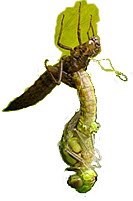Dragonfly+nymph+life+cycle