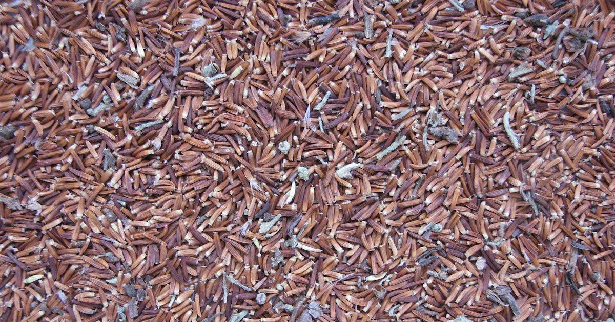 Kansas Native Plant Garden Seeds Galore