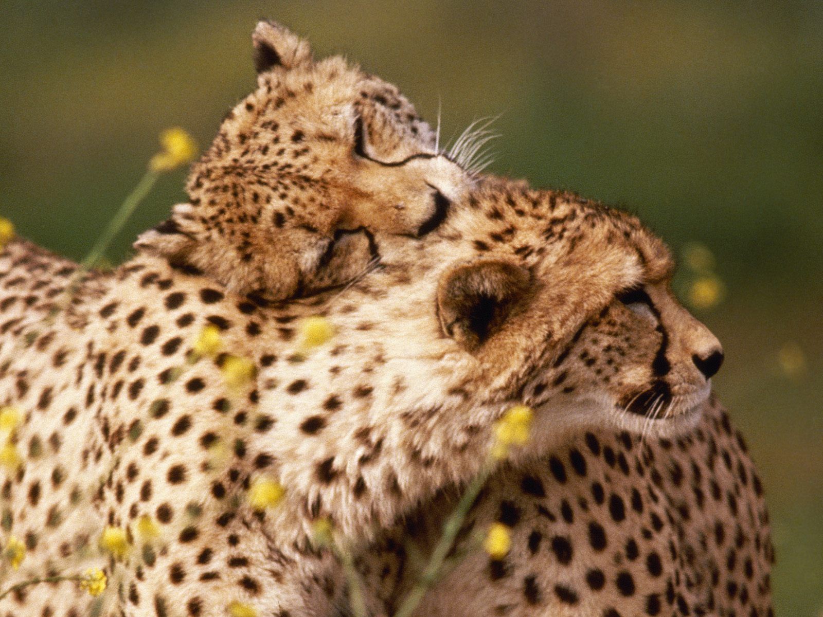 [affectionate_cheetahs.jpg]