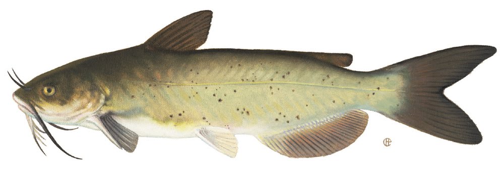 [catfish+(1).jpg]