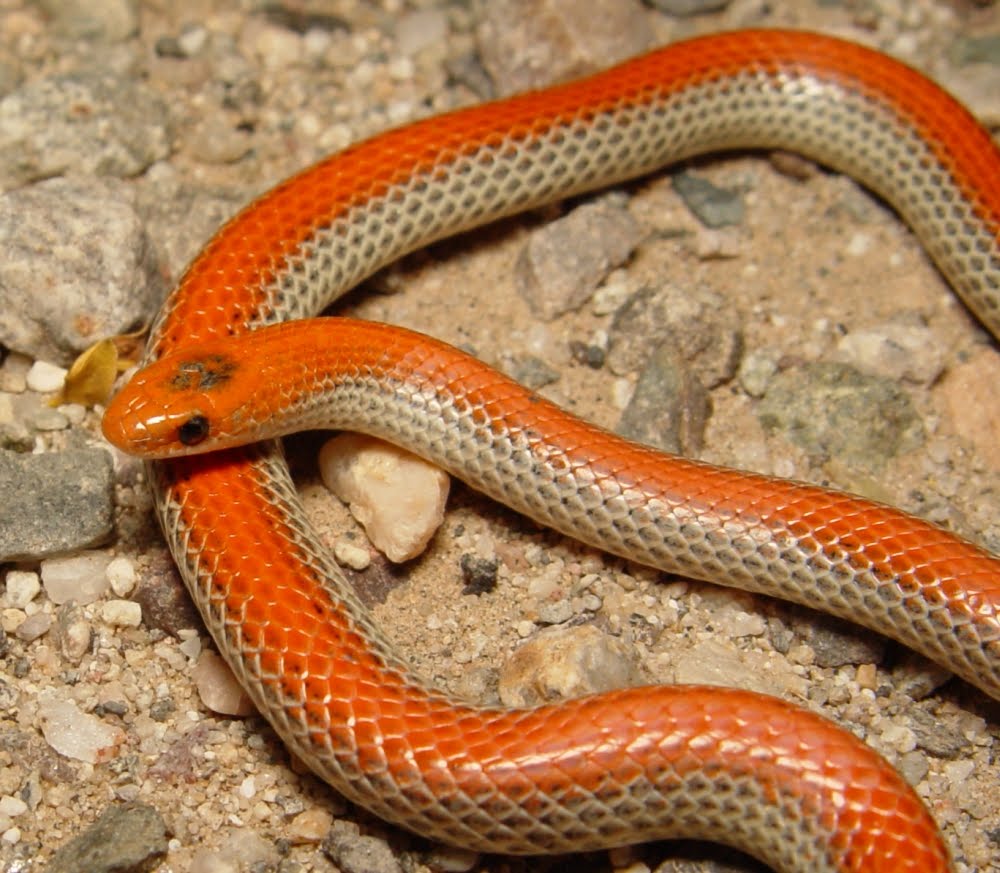 [groundsnake2.jpg]