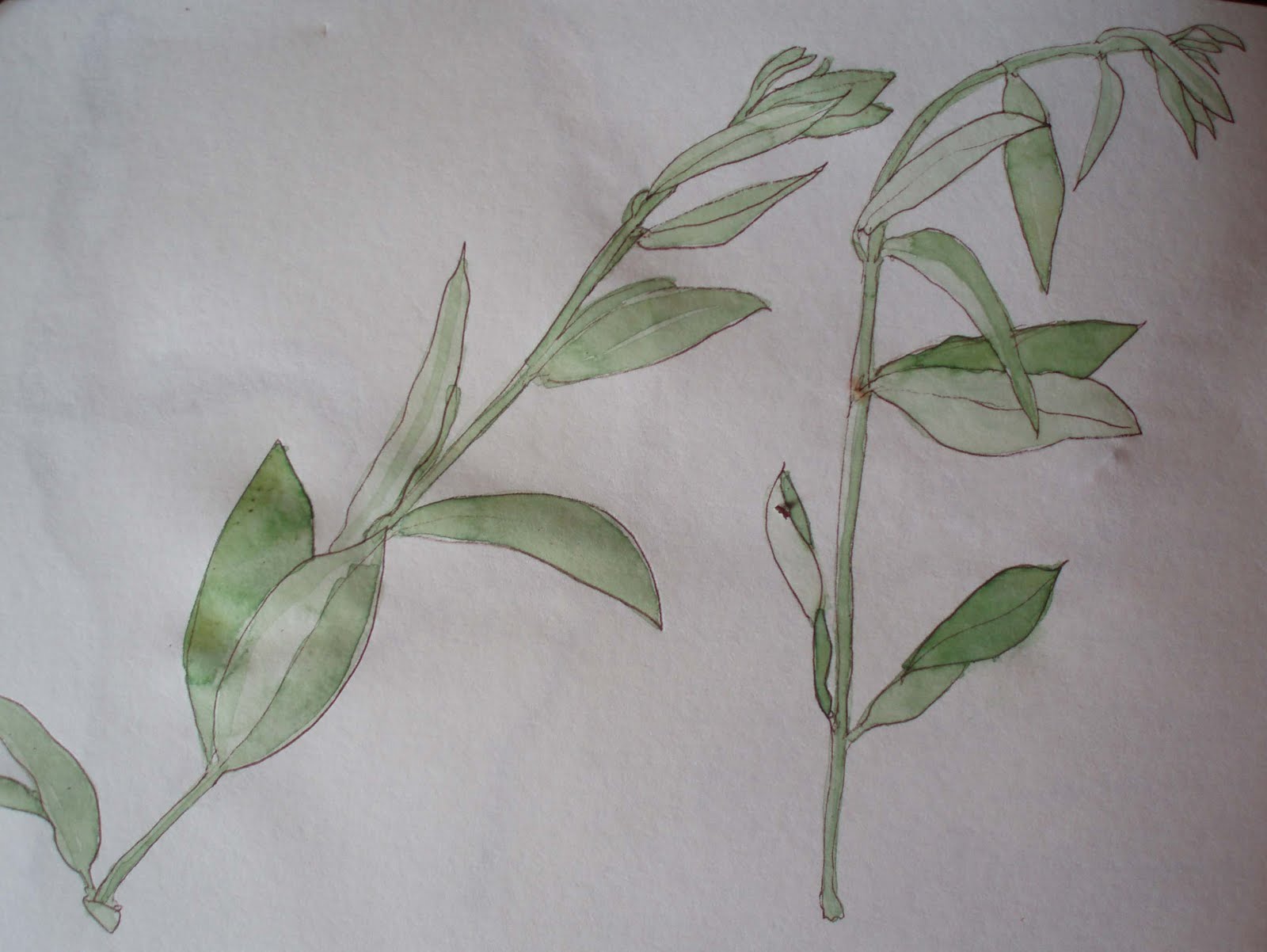 Olive Branch Painting