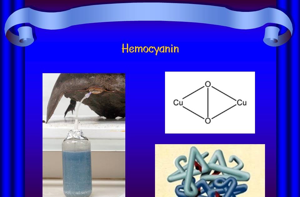 Computer Assignment: Respiratory pigments in crustacean arthropods and