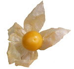 Ground Cherry