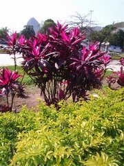 [jardim5+(Small).JPG]