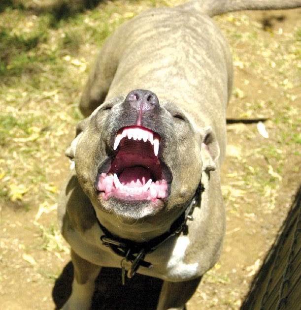 Dövüşen İki Köpegi Ayırmak Köpek Dövüşü Köpek Dövüşü Videoları