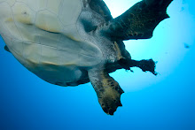 Sea turtle and plastic bag