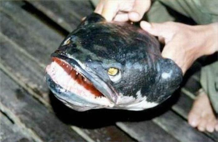 ShugaL MeLaa: Most scariest ever Fish photos