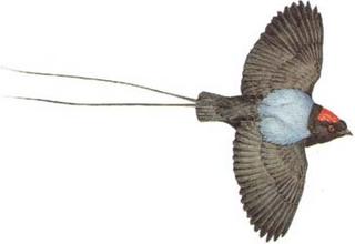 [manakin_-762160.jpg]
