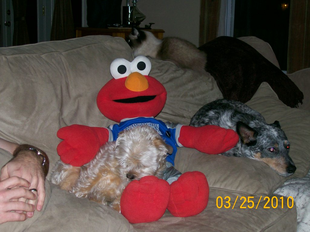 Elmo Watches