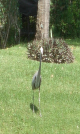 One of our neighbors - Mr. Heron