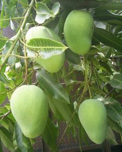 [Mangga+atau+Poh+Desa+Tamblang.JPG]