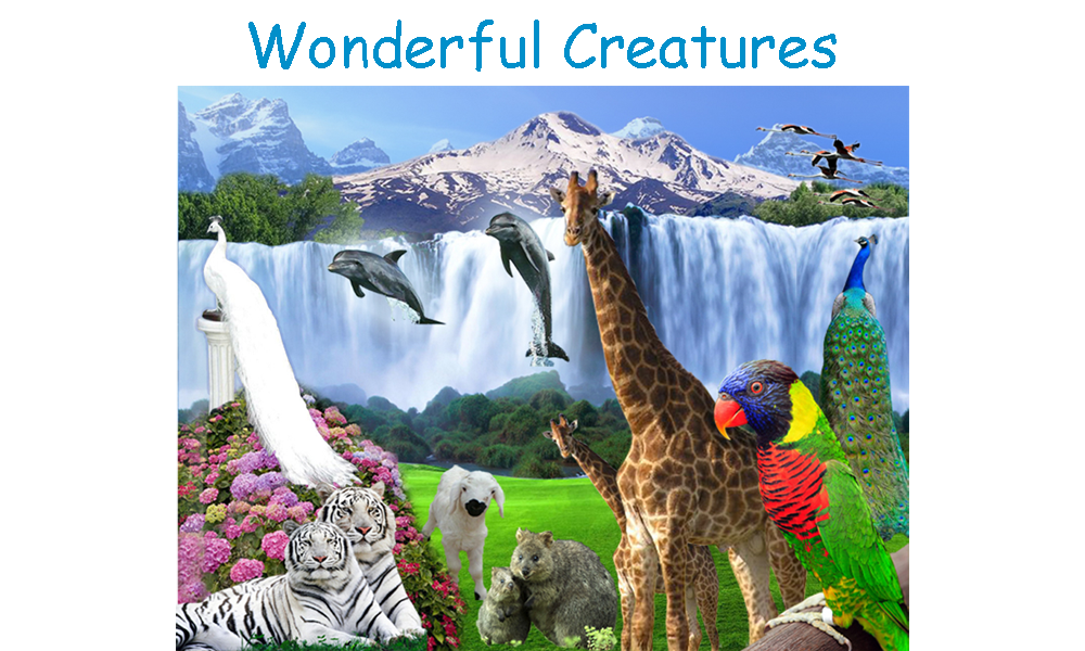 Wonderful Creatures