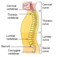 Healthbase - Human Vertebral Column