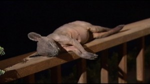 Blog Misteri Hawkson Makhluk Misterius Ditemukan Di Nelson County Kentucky Chupacabra