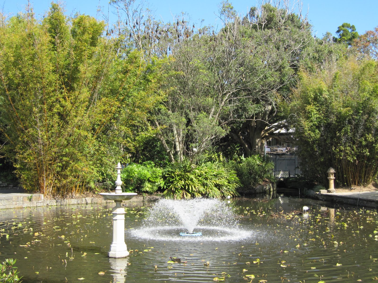 Sydney City and Suburbs Botanic Gardens, Lotus Pond